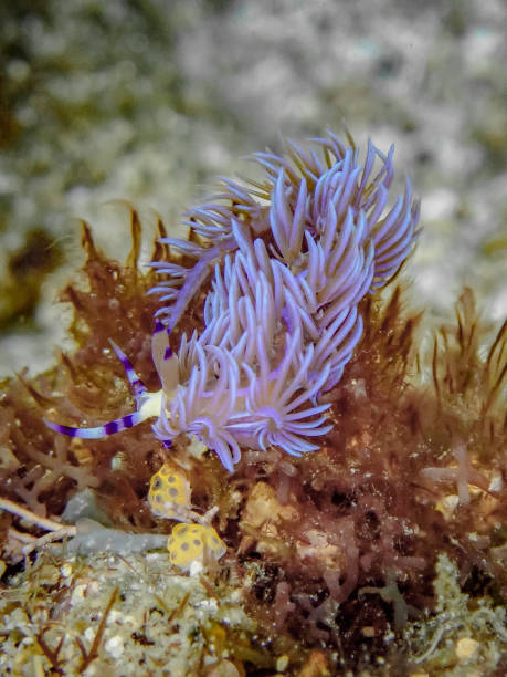 istock Chinese Dragon Nudibranch 1439349784