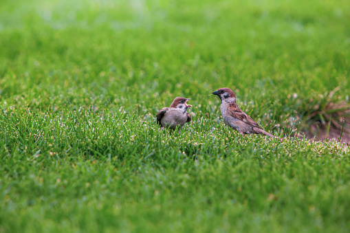 sparrow in the grass