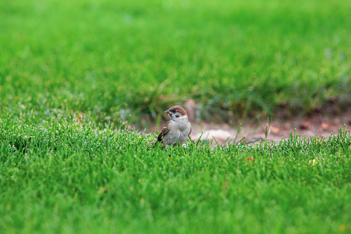 sparrow in the grass