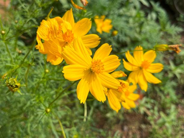 istock Sulfur cosmos flower 1439359264