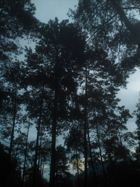istock View of Trees and Sunrise 1439362305