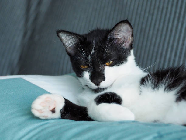 istock The cat sleeps peacefully and relaxes on the gray fabric sofa 1439362509