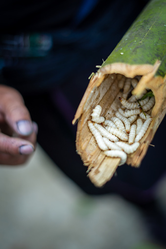 Omphisa fuscidentali bamboo worms found inside bamboo in Sapa, Vietnam. Traditional cuisine.