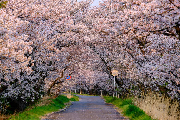 istock Cherry blossoms in Japan 1439365614