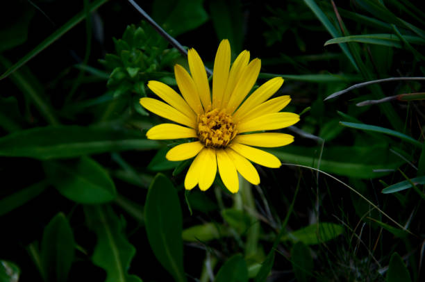 istock Yellow wild flower in the field 1439367140