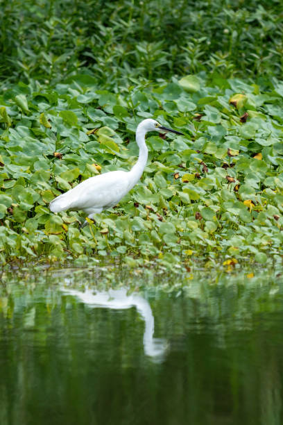 istock Close-up of a standing little egret 1439367648