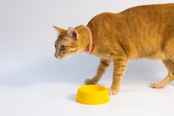 istock orange cat walking in front of white background 1439368703