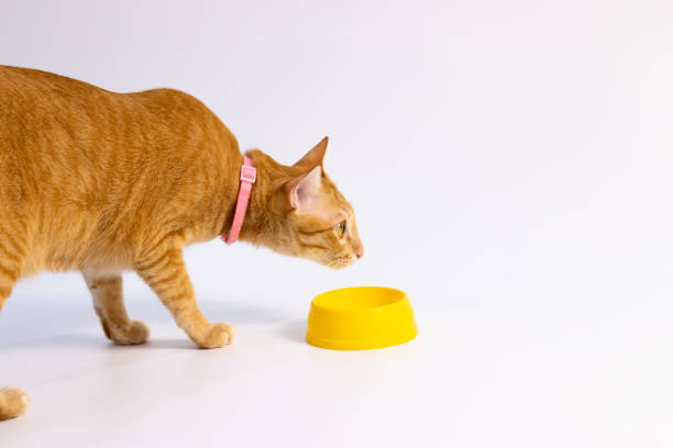 istock orange cat walking in front of white background 1439368766