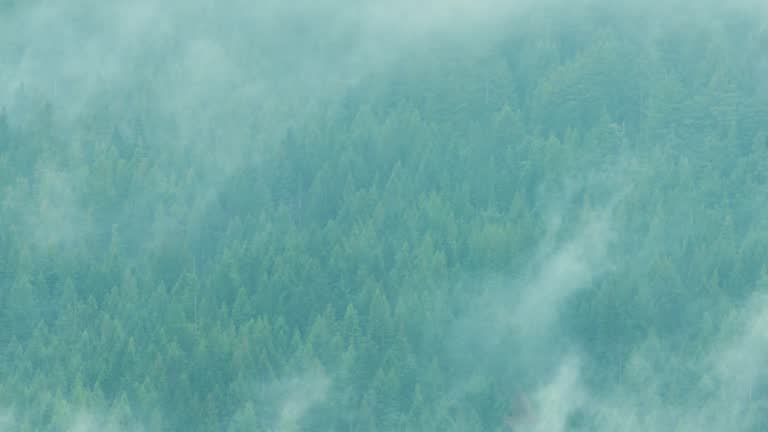 Smoke swirling in the wind over a redwood forest during California wildfires - timelapse