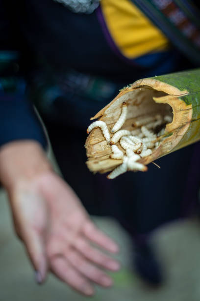 Omphisa fuscidentali bamboo worms found inside bamboo in Sapa, Vietnam. Traditional cuisine.