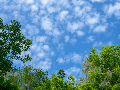 Trees and sky. Green treetops against a blue sky and white clouds. Summer landscape.