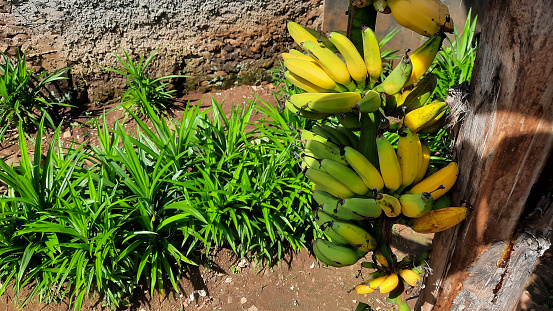 Yellowish green banana fruit on an old banana tree. Banana production in the backyard garden 02