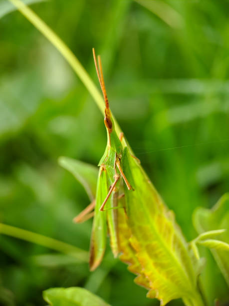 istock A green grasshopper on a green leaf green background blur 1439370771