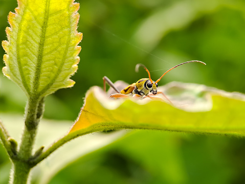 Chlorophorus annularis longicorn tiger bamboo, or bamboo borer is a species of beetle in the family Cerambycidae, on green leaves background blur