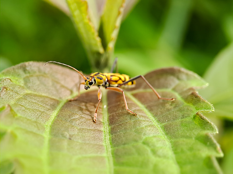 Chlorophorus annularis longicorn tiger bamboo, or bamboo borer is a species of beetle in the family Cerambycidae, on green leaves background blur