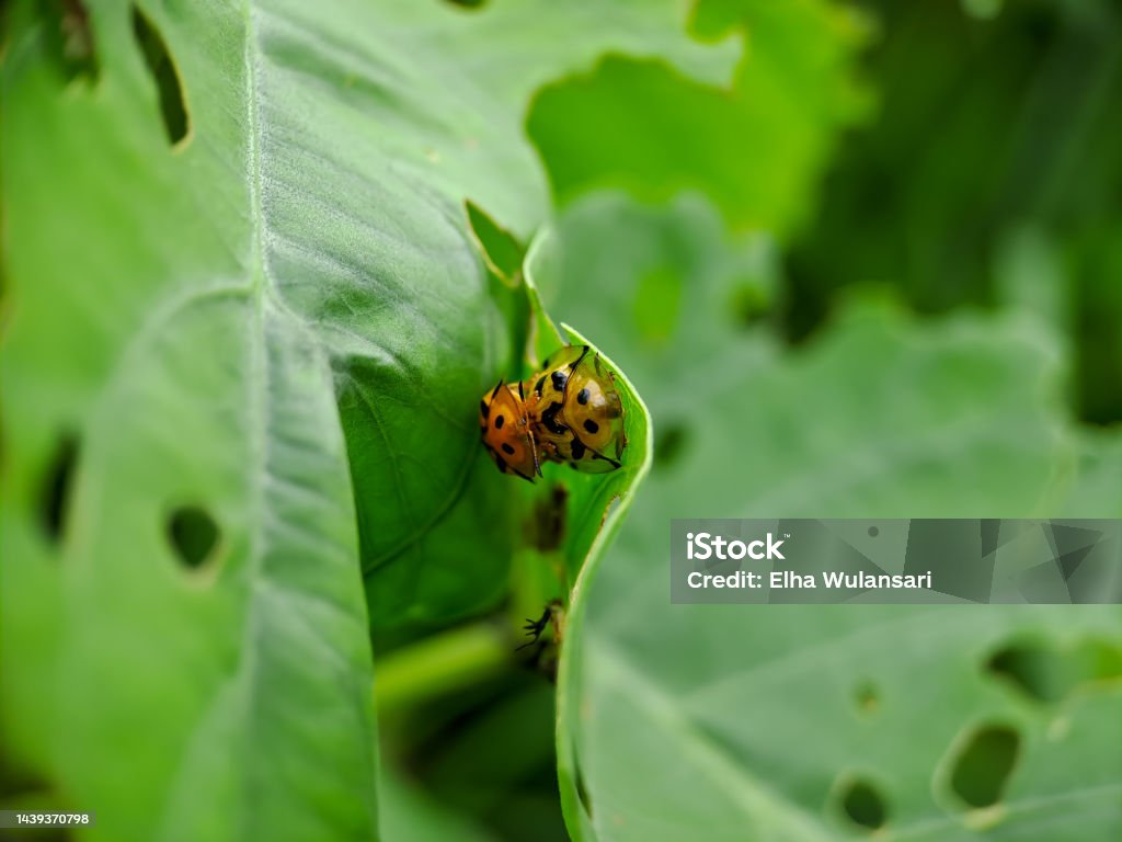 Cheilomenes Is A Genus Of Coccinellidae Ladybugs They Are Big Typical