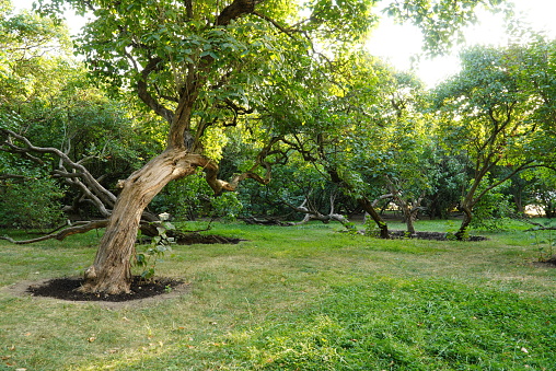 A tree with a lush crown and growths on the trunk in the Gorky Park of Culture and Leisure