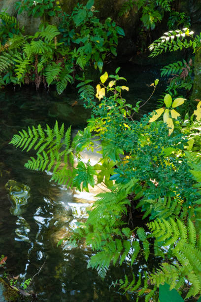 istock Nature in public park 1439373437