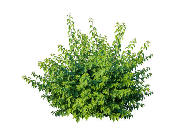 istock Tropical plant flower bush tree isolated on white background with clipping path 1439375137