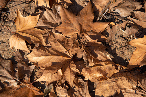 maple leaves. Deciduous leaves. autumn season. Leaves and nature.