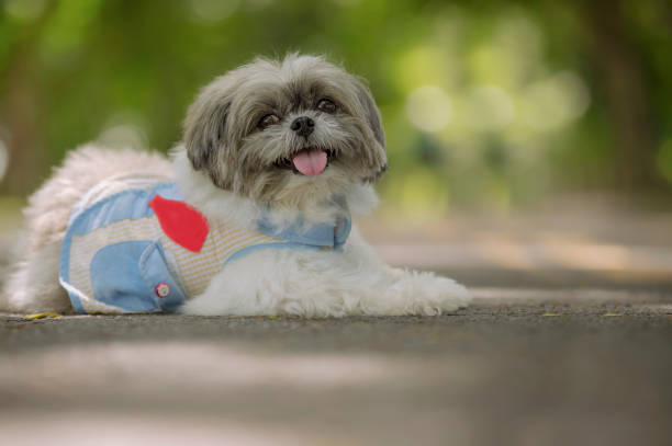 Shih Tzu resting on the sidewalk with a sweet smile in close-up stock photo