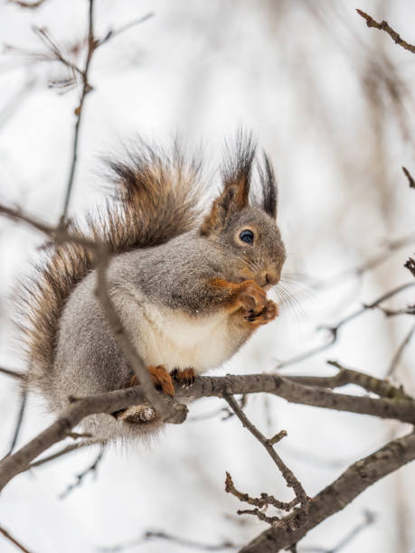 istock The squirrel with nut sits on tree in the winter or late autumn. 1439382902