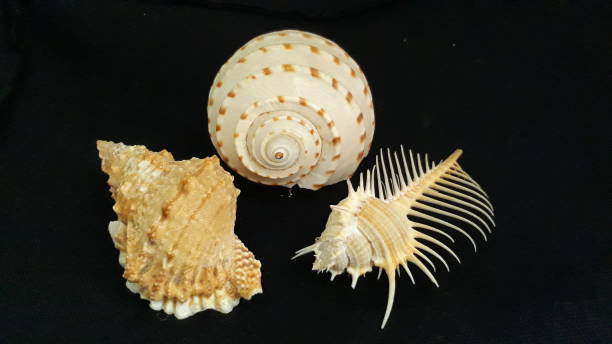 istock Sea shell isolated on black background 1439393153