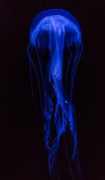 Photo of Vertical shot of a blue jellyfish isolated on a black background