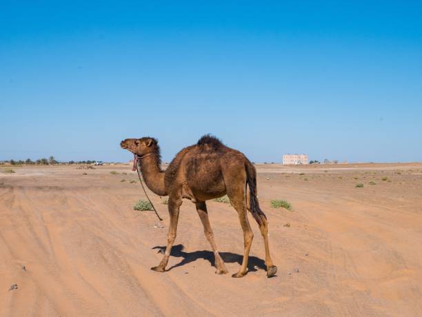 istock Dromedary( Arabian camel) roaming in the  Sahara Desert, Morocco 1439395118