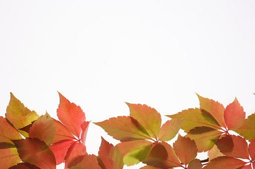 Autumn leaves on a white background，Twigs of a climbing plant
