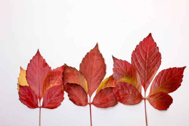 istock Red autumn leaves isolated on white background 1439397366