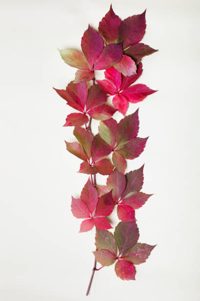 istock Red autumn leaves isolated on white background 1439397501