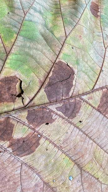 istock The beauty of half-dry leaves that fall from trees 1439398669