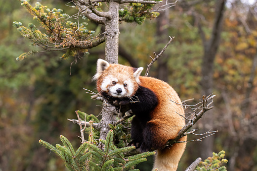 red panda climbing a tree