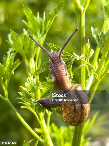 Garden Snail In Spring Stock Photo - Download Image Now - Escargot, Snail, Motion