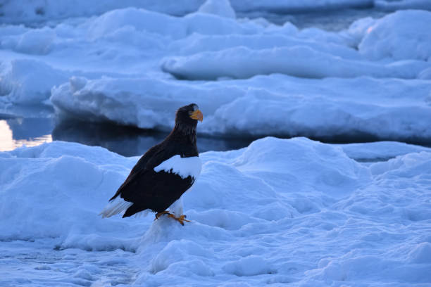 istock Bird watching with floating ices in winter 1439404638