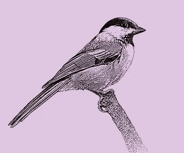 Vector illustration of Black Capped Chickadee Perching on branch