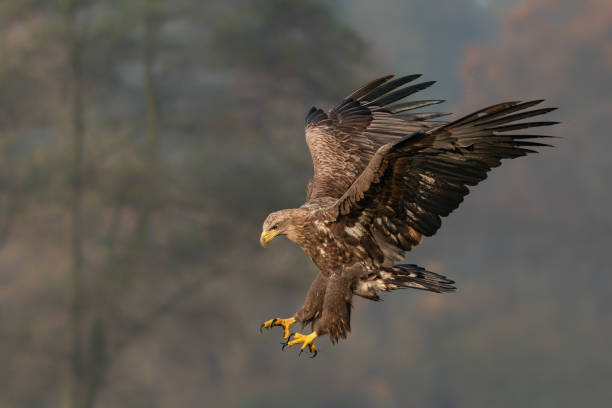 seeadler oder seeadler (haliaeetus albicilla) im flug. - white tailed eagle sea eagle eagle sea stock-fotos und bilder