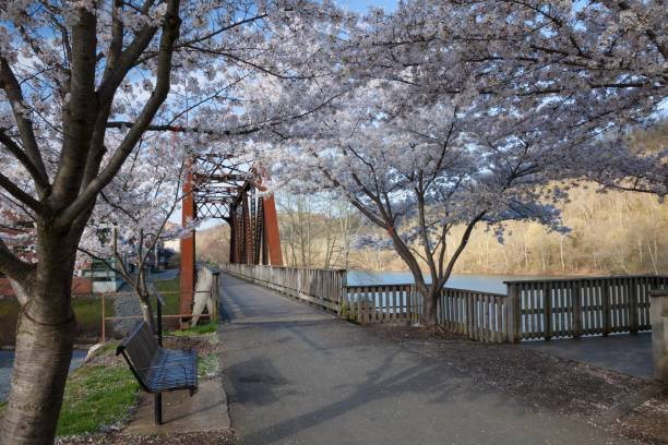 istock Cherry trees in full spring bloom at Hazel Ruby McQuain Park in Morgantown West Virginia 1439405330