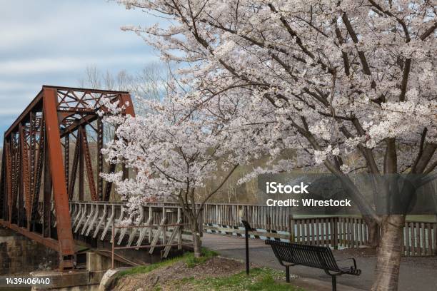 Cherry Trees In Full Spring Bloom At Hazel Ruby Mcquain Park In Morgantown West Virginia Stock Photo - Download Image Now