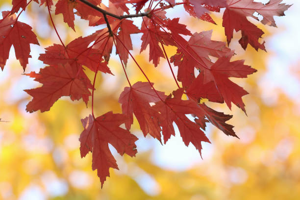 istock Autumn red maple leaves background 1439406560
