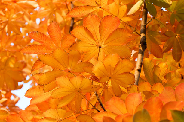 istock Colorful details of fall leaves 1439406617