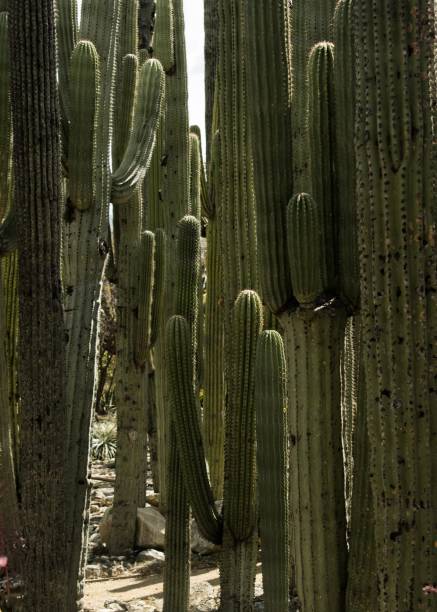istock Vertical closeup of beautiful column cacti 1439408714