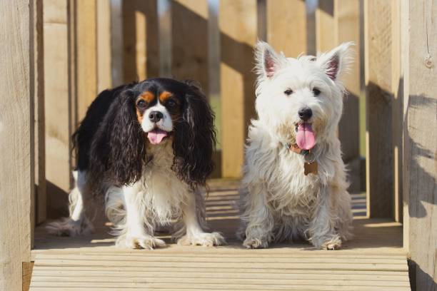 istock Cavaliers and West highlander white terrier dogs, looking forward in Edinburgh, Scotland, UK 1439409630