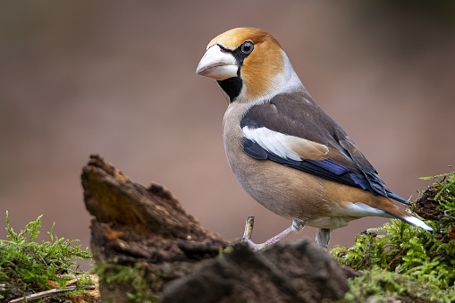 A closeup shot of a male hawfinch sitting on a branch with a blurry background