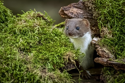 A closeup shot of a cute least weasel hiding in a tree hollow surrounded with grass