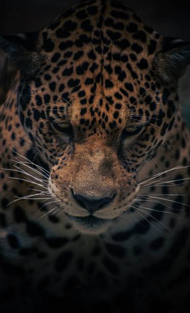 istock Portrait shot of a Leopard looking sharp to the camera, vertical shot 1439409862