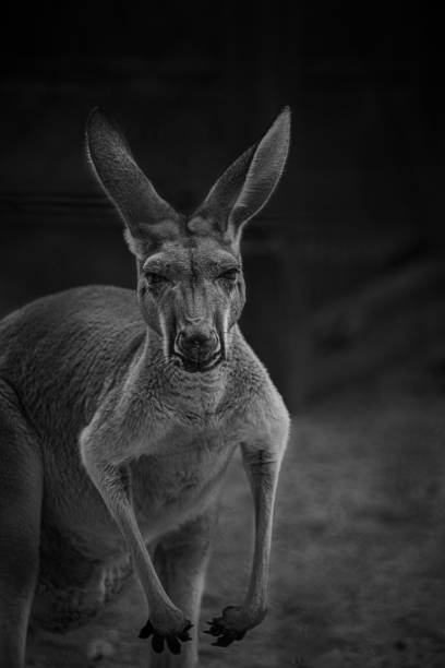 istock Grayscale shot of a Red kangaroo looking at the camera with blur background 1439409865
