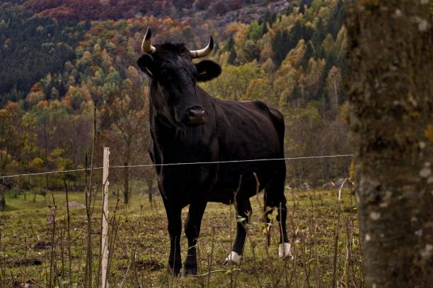 istock Black bull in a farm surrounded by mountains covered in trees with a blurry background 1439410094
