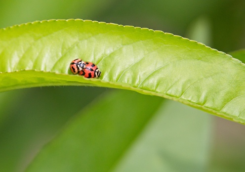 Ladybug on a Sedum Spectabile Brilliant Flower